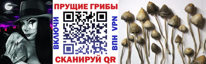 Псилоцибиновые грибы Cubensis  купить наркотик  Семилуки 